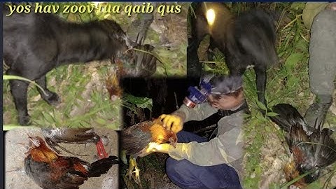 yos hav zoov tua qaib qus tsi taug tso aub caum qaib qus keej heev tau kiag lau qaib qus 2021