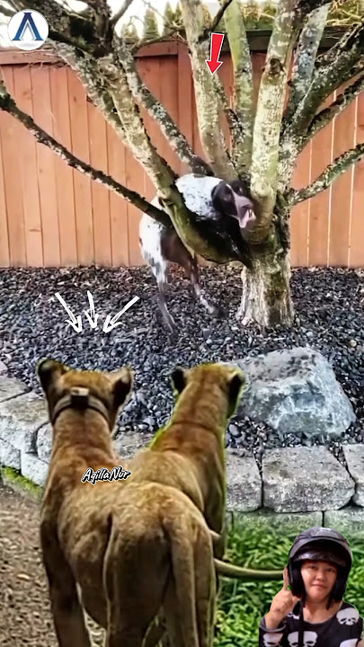 lupa segalanya saking takutnya, anjing galak disamperin dua Singa#animals#dog#lion#funny #shortvideo