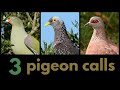 3 PIGEON CALLS from southern Africa - African Olive, African Green and Speckled Pigeon
