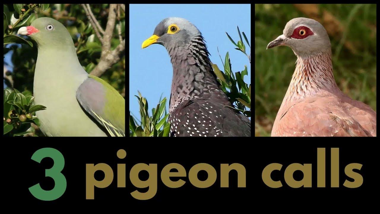 3 PIGEON CALLS from southern Africa African Olive, African Green and
