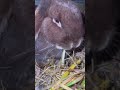 Rabbits🐰#rabbit #bunny #bunnies #rabbitlife #cute #rabbitlove #pet #bunnylife #love #pets #animals
