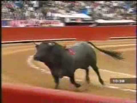 Pajarito (birdie): the flying bull