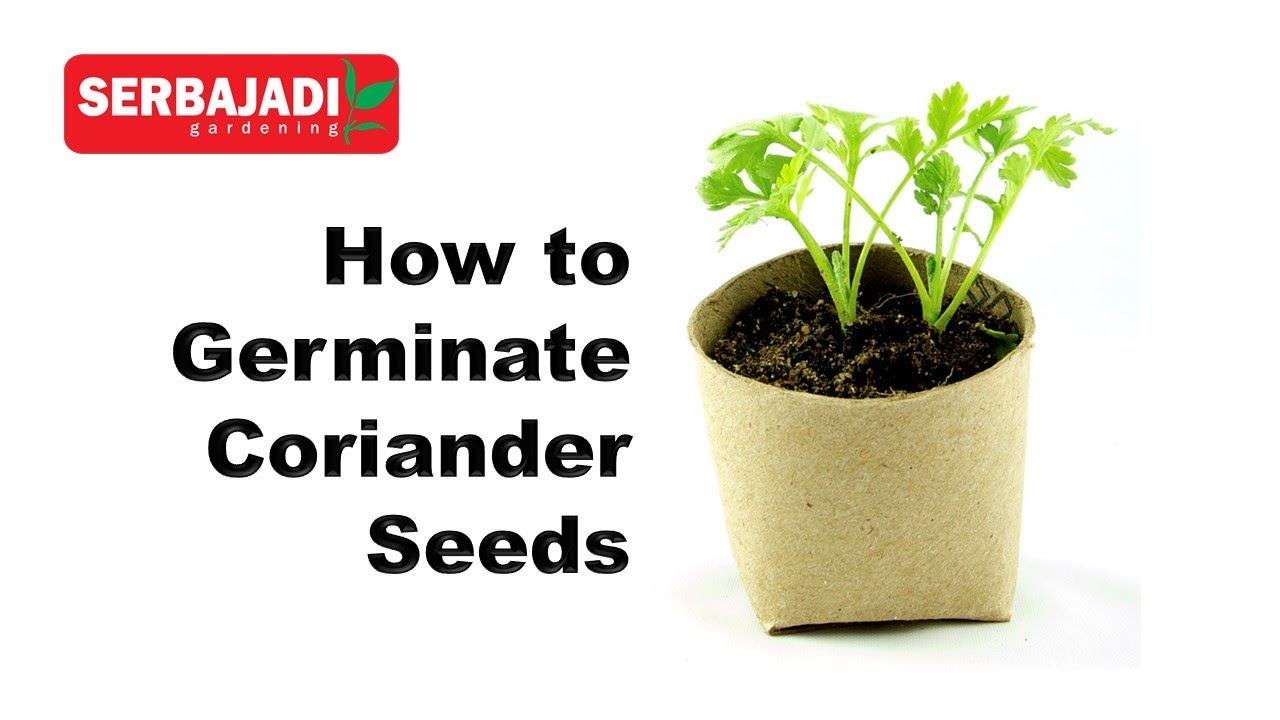 Gardeningtips03 How to Germinate Coriander From Seeds YouTube