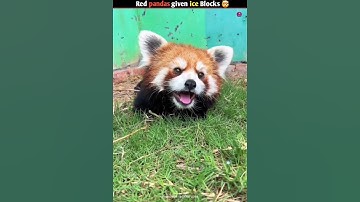 red pandas given ice blocks? #shorts