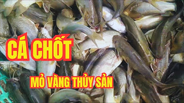 Cá Chốt | Mỏ Vàng Âm Thầm Đang Được Nhiều Người Nuôi Lén Vì Lợi Nhuận Quá Khủng!