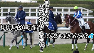 【誘導馬】アイスバブルくん ごねるディアマイサンへ一緒に走ろう‼と駆け出す 現地映像