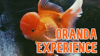 Oranda Goldfish | My Experience Keeping