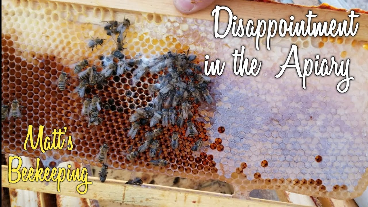 Disappointment in the Apiary - Matt's Vlog #53