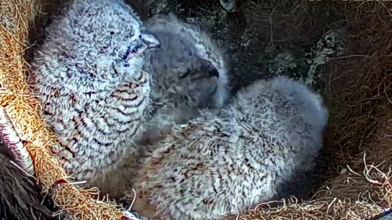 Live Owl CAMLittle owlets in the day light 1137 am 2023/03/02 YouTube