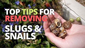 A Few More Ways to Remove Slugs & Snails | Pest Control