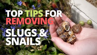 A Few More Ways to Remove Slugs & Snails | Pest Control