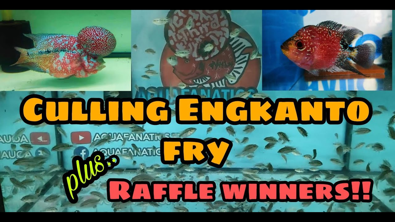 Culling Engkanto fry
