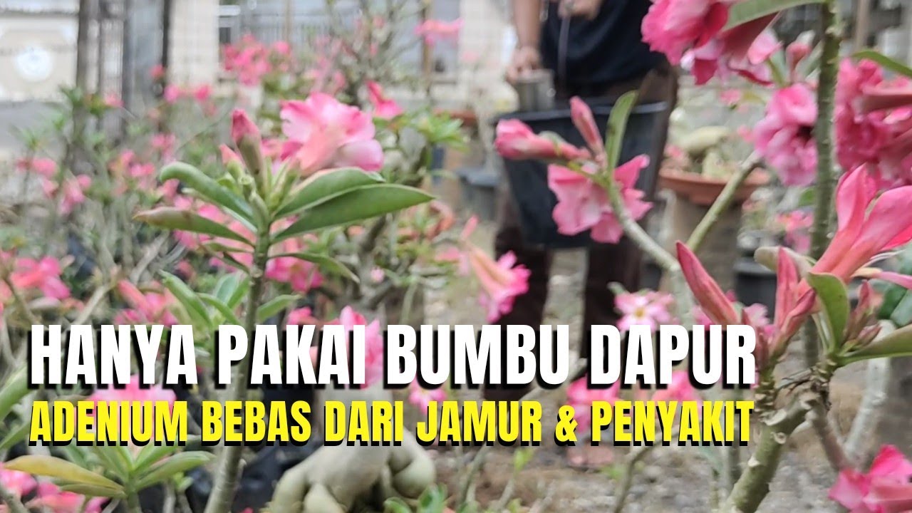 Cara Mencegah Serangan Jamur Dan Penyakit Pada Adenium