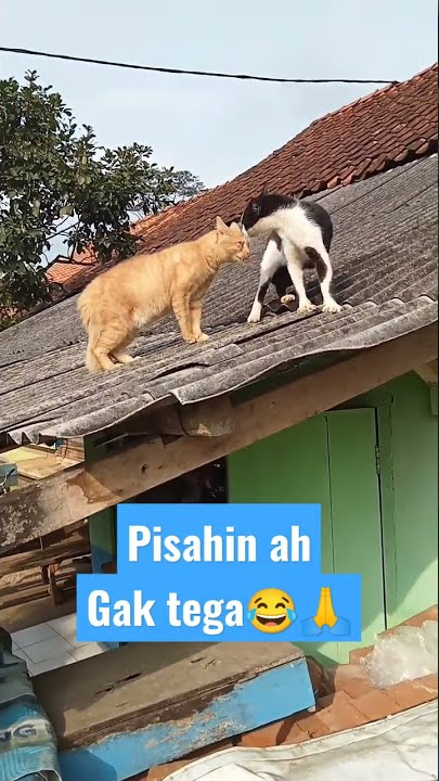nyamperin kucing mengeong mau berantem di atas rumah biar gak jadi ributnya😂#shorts #cat #cats