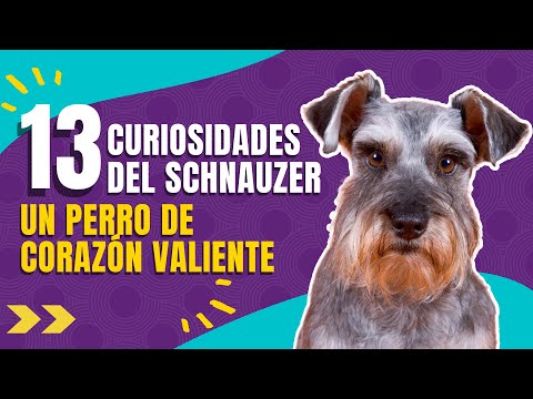 Video: Todo lo que necesitas saber sobre los Schnauzers