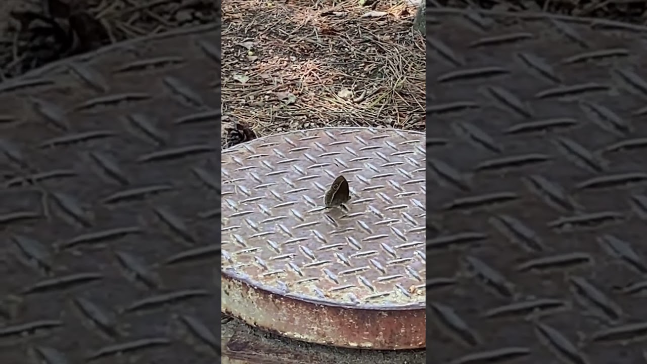 Mokpo - Butterfly sits on exercise equipment