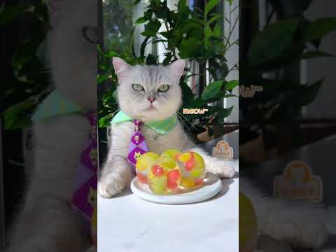 Cat Making Fruit Egg Jelly For Your Weekend!😺❤ | ASMR Fruit Dessert | Chef Cat Cooking #Shorts