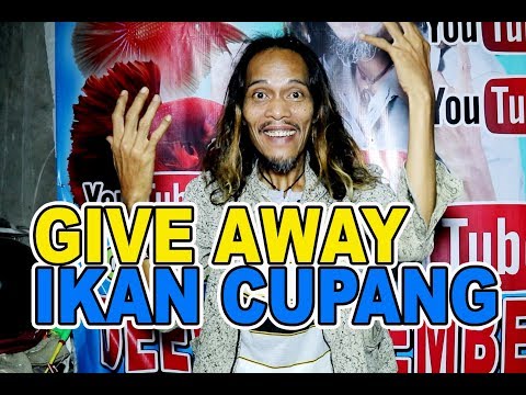 GIVE AWAY IKAN CUPANG BULAN JULI 2018 - Deeway Gembel