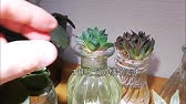 多肉植物の水栽培 ハオルチアの発根 Hydroponic Culture Succulent Haworthia Youtube