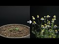 Chamomile flower timelapse  32 days