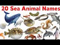 20 Sea Animals Name for Kids | Learn Sea Animals in English with Pictures #educationalvideo 
