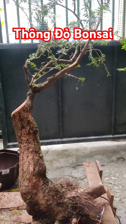 Phôi Thông Đỏ🔥Bonsai Mini Vào Thế🔥#bonsai #nature #caythongnoel #flowers #plants #garden