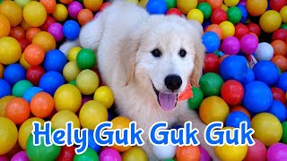 Helly Guk Guk Guk ~ Anjing Kecil Mandi Bola ~ Lagu Anak Terpopuler
