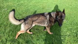 Quarantine walks with german shepherd by GS-K9 Academy  146 views 4 years ago 2 minutes, 22 seconds