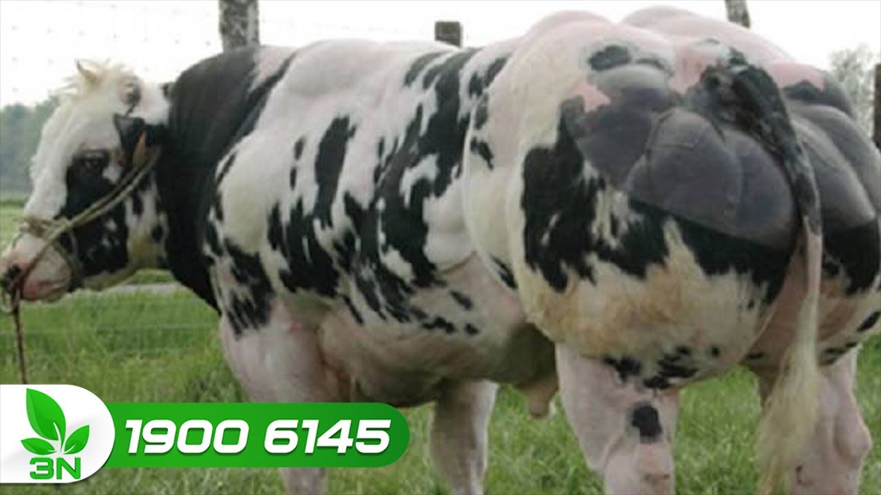 3bb chat New Cách nhận biết tinh bò 3B tránh bị lừa đảo | VTC16