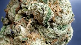 🏅🥇Sunday Trophy!!🏅🥇#surterra #asmr #exotic #florida #flower #strainreview #weed #zaza #cannabis