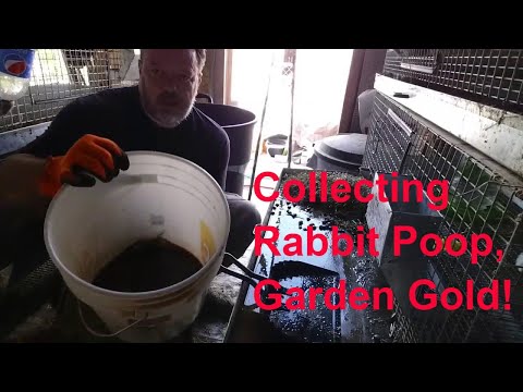 Raising Rabbits:. Collecting Rabbit Urine and Rabbit Poop for the garden