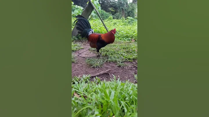 Perry Hatch | SS GAMEBIRD
