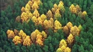 The Larch (and an infamous swastika)