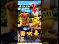 टॉमी और टीटू ने अंडे का क्या बना दिया 🥚 yum yummy 😋 Funny dogs videos #dog #pihu #chicks