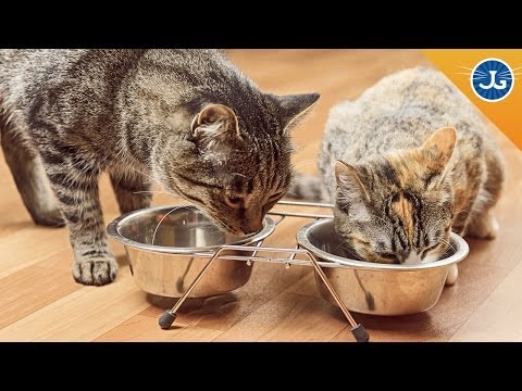 Video: How To Make Friends With Adult Cats