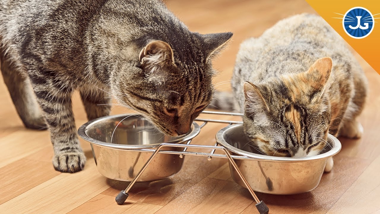 introducing a cat to another cat