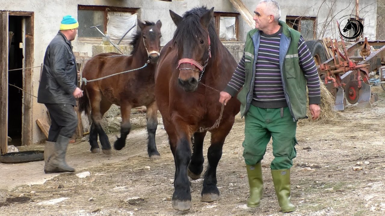 - ZA ŽDRIJEBE OD DORINE DOBIO TRAKTOR IMT 539-