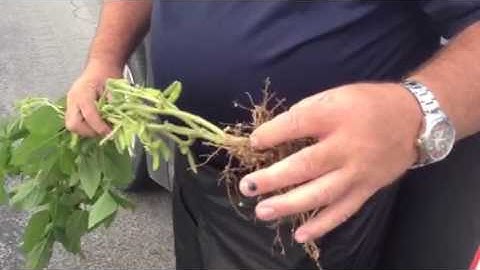 Great soybean nodulation