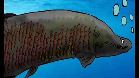 Success Stories in Tropical Biology and Conservation: Community-based management of giant arapaima