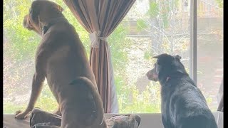 Prince and Ralph saw a squirrel outside 🐿️🐶🐾😝😀🧿🙏🏻🕉️🙏🏻 by Babita Sharma 294 views 1 month ago 1 minute, 20 seconds