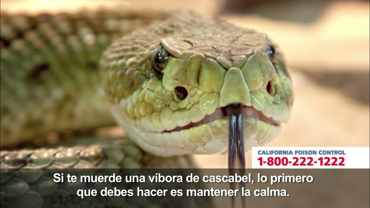 Rattlesnake Poison Safety (Spanish), California Poison Control System