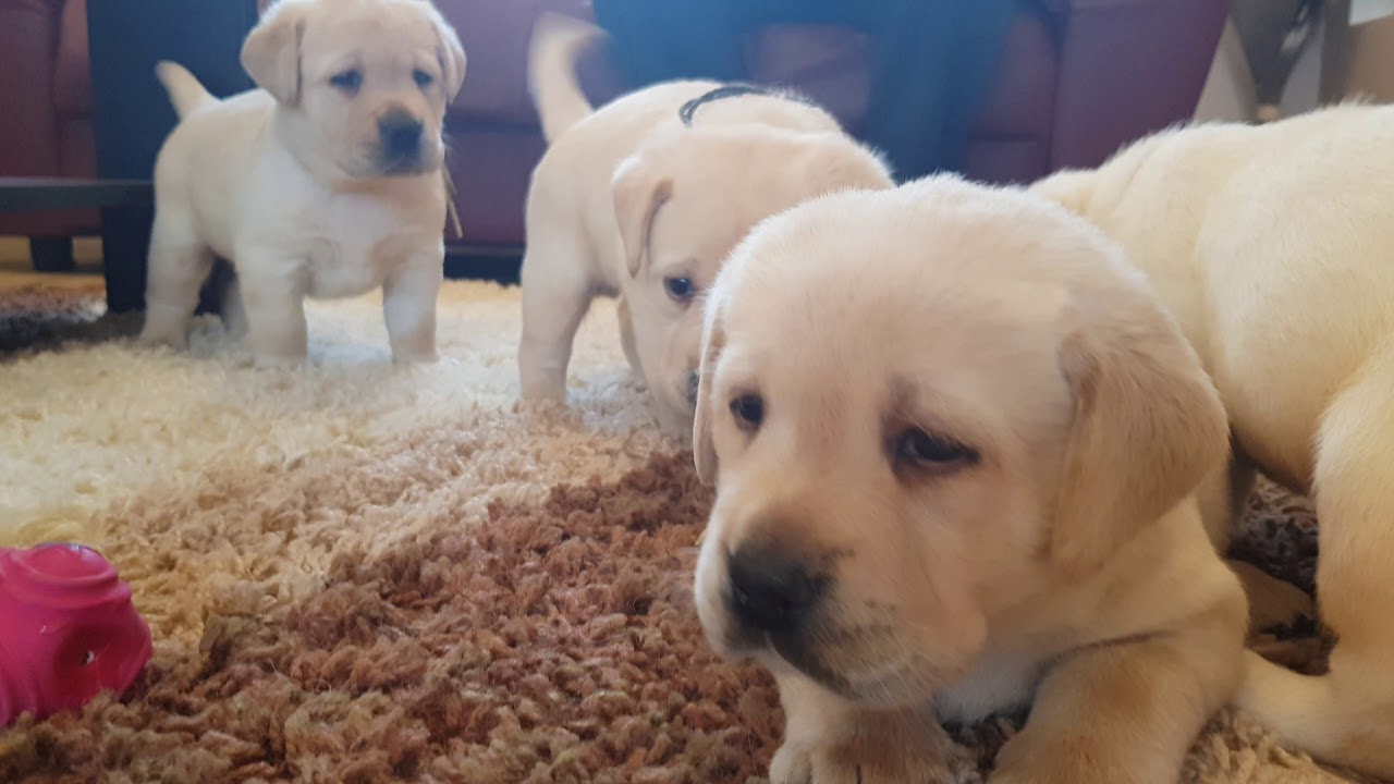one month old labrador puppies - YouTube