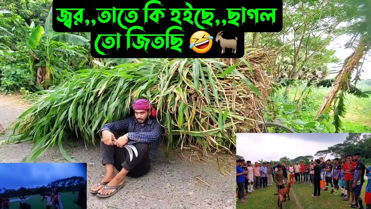 জ্বর,,তাতে কি হইছে,,ছাগল তো জিতছি 🤣🐐