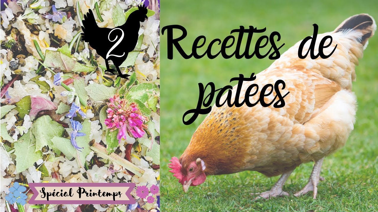 Faire Une Pâtée Pour Les Poules