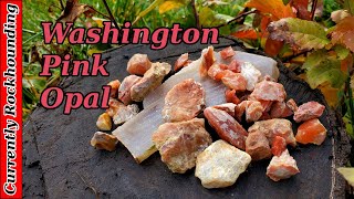 Rockhounding for Pink Opal in the Washington Scablands