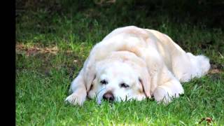Nikki Memorial video for our yellow lab