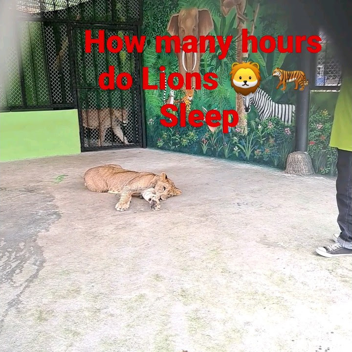 How Many Hours Does Lion Sleep How many hours do Lions 🦁 🐅Sleep #shorts #viral #youtubeshorts #lion