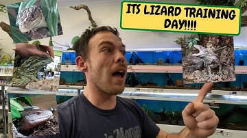 Lizard Training Day !!!! Spiny Iguana, Sailfin, Blue Tongue, Eyed Lizard (Snake Island Exotics)