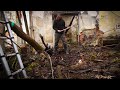 Chateau collapse scare: intense tree removal from a 120 year old ruin