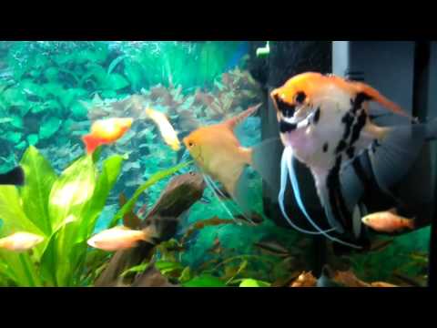 Video: Aké Sú Najkrajšie Akvarijné Ryby